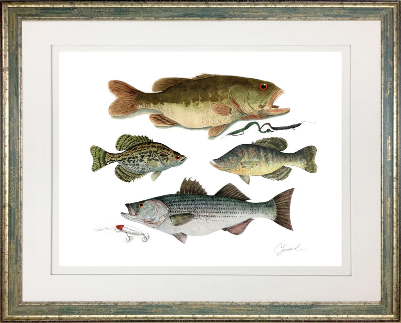 Largemouth Bass & Striper Frame Print