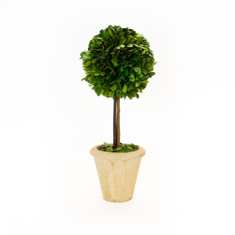 Boxwood Ball Topiary