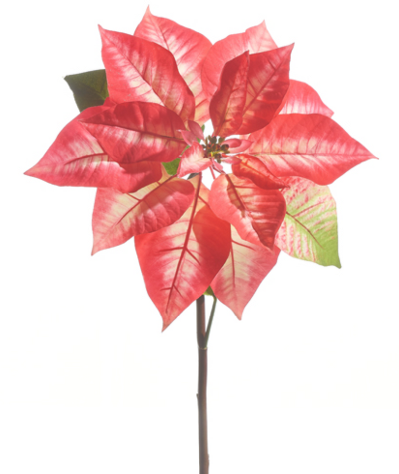 Red & Pink Poinsettia Stem