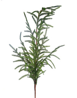 Austrian Pine Spray