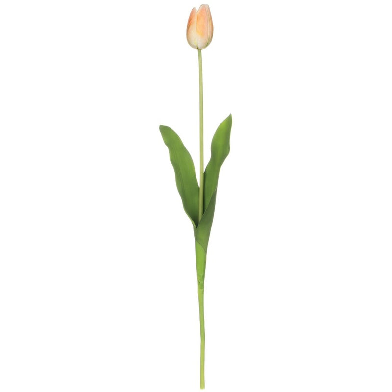 Real Garden Tulip Stem
