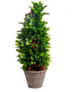 Boxwood Tree with Red berries