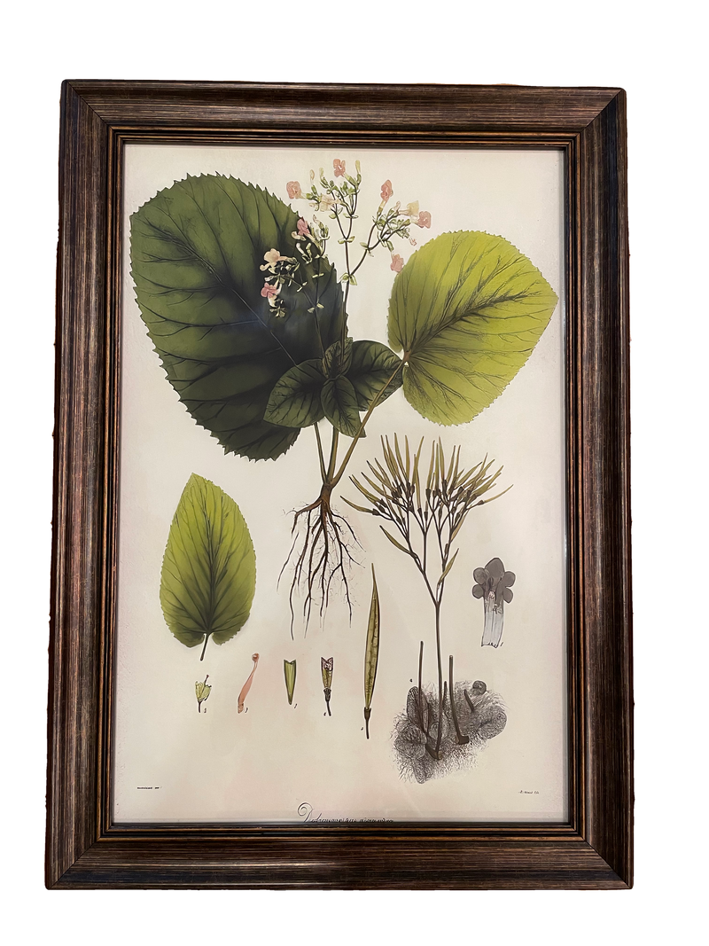 Botanical Print II