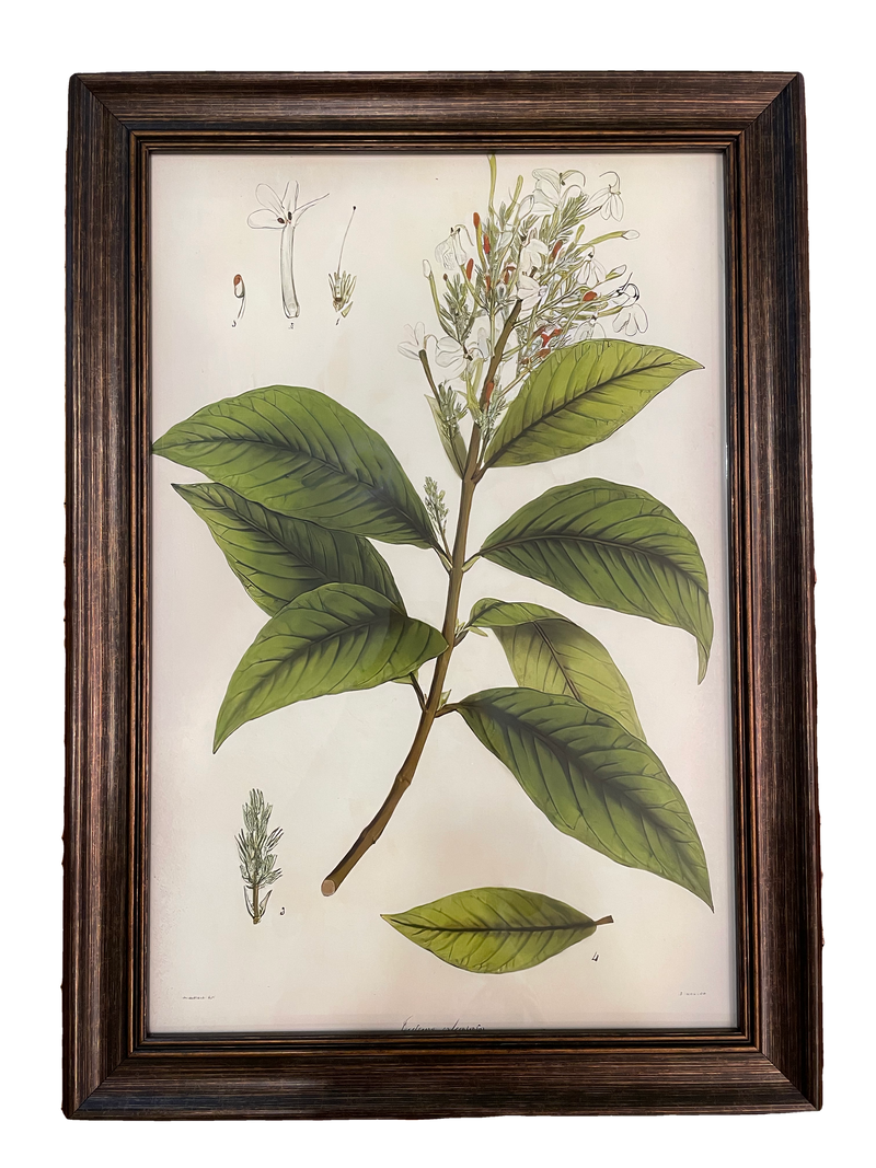 Botanical Print III