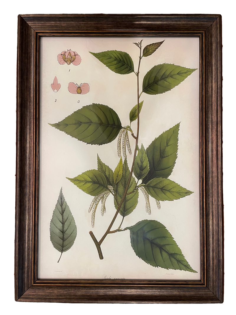 Botanical Print IV