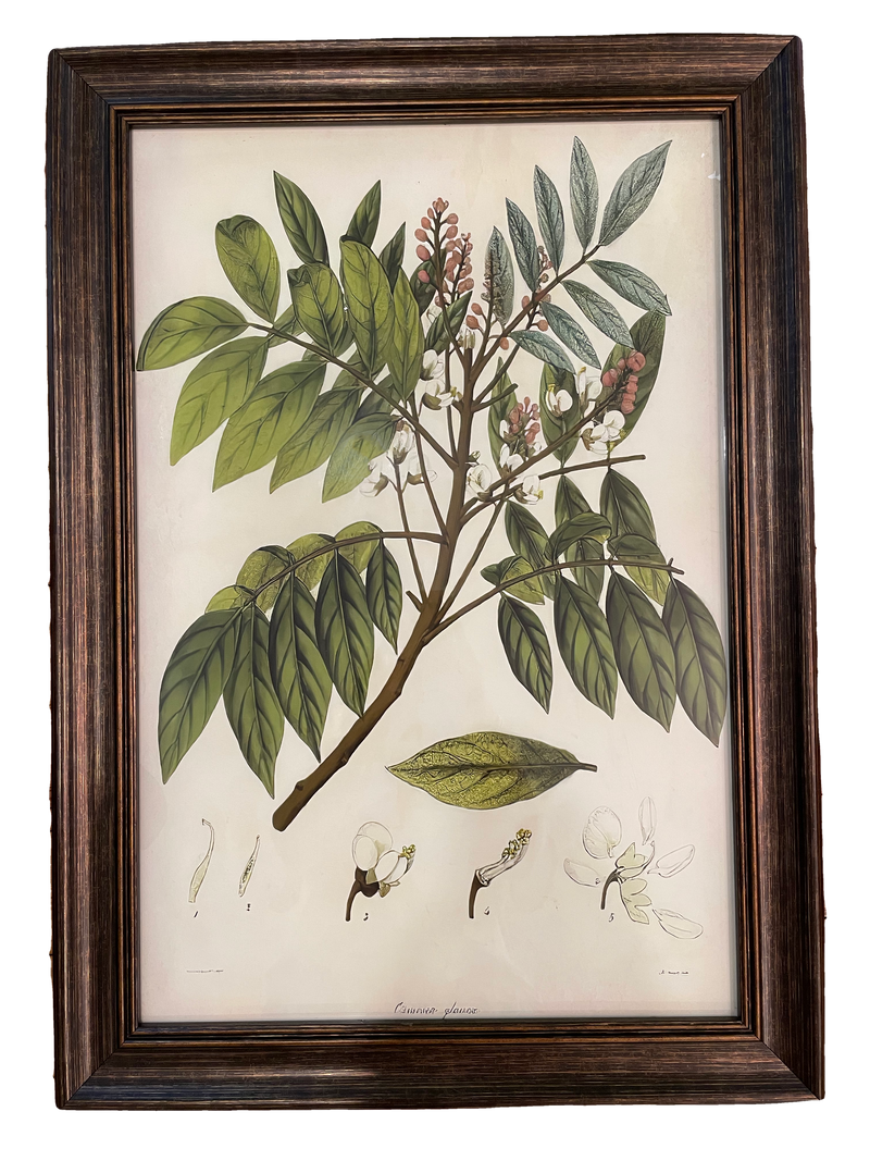 Botanical Print V